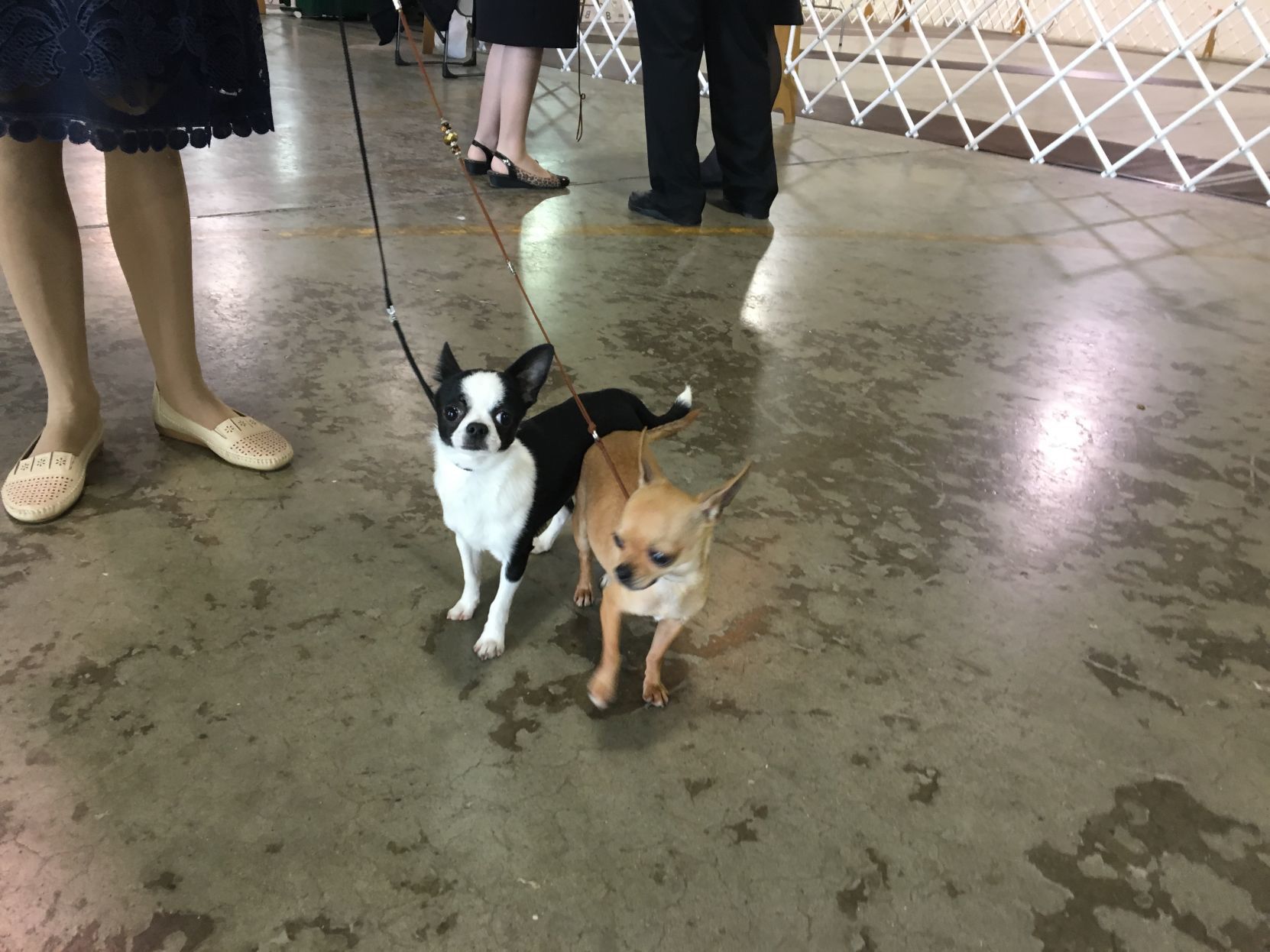 Dog Show - Abbey & Ozzy